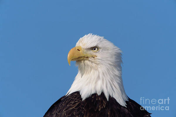 00343329 Poster featuring the photograph Bald Eagle In Alaska by Yva Momatiuk John Eastcott