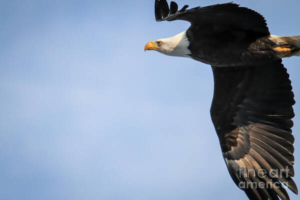 Raptor Poster featuring the photograph Bald Eagle in Flight by Eleanor Abramson