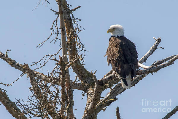 Eagle Poster featuring the photograph Bald eagle in tree by Dan Friend