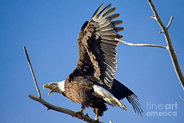 Bald Eagle Poster featuring the photograph Bald Eagle Pre Flight Announcement by Bob Hislop