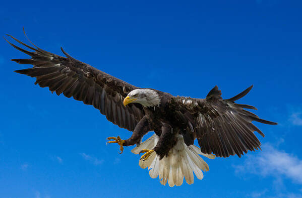 Bald Eagle Poster featuring the photograph Bald Eagle by Scott Carruthers