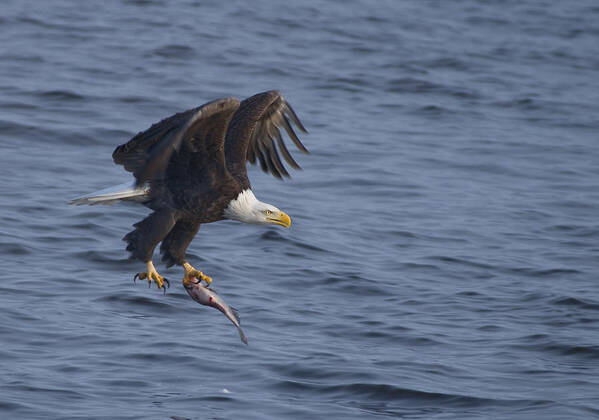 Bald Poster featuring the photograph Bald Eagle with a Fish by Larry Bohlin