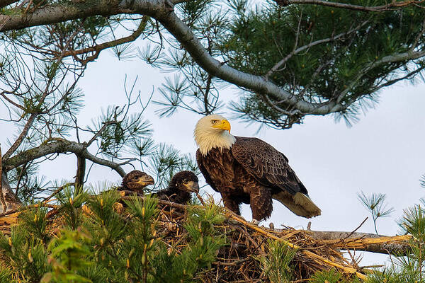 Bald Eagle Poster featuring the photograph Bald Eagle with Eaglets by Everet Regal