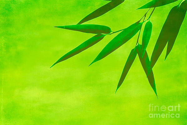 Asia Poster featuring the photograph Bamboo Leaves by Hannes Cmarits