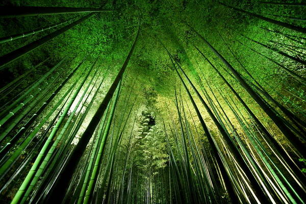 Foliage Poster featuring the photograph Bamboo Night by Takeshi Marumoto