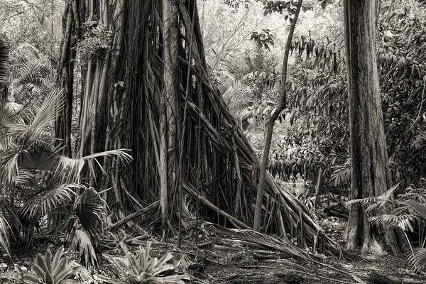Tree Poster featuring the photograph Strangler Fig and Cypress tree by Rudy Umans