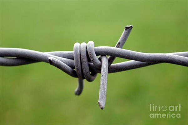 'barbed Wire' Poster featuring the photograph Barbed by Vix Edwards