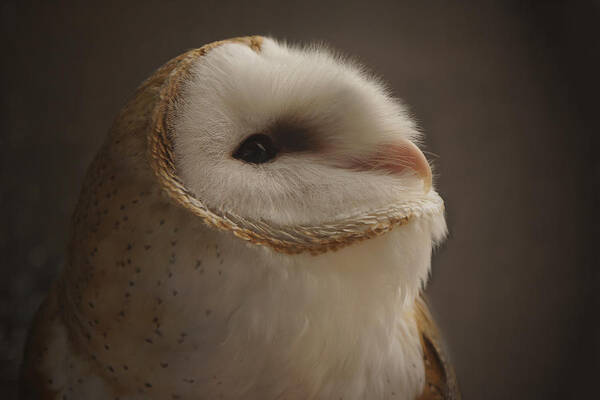 Barn Owl 4 Poster featuring the photograph Barn Owl 4 by Ernest Echols