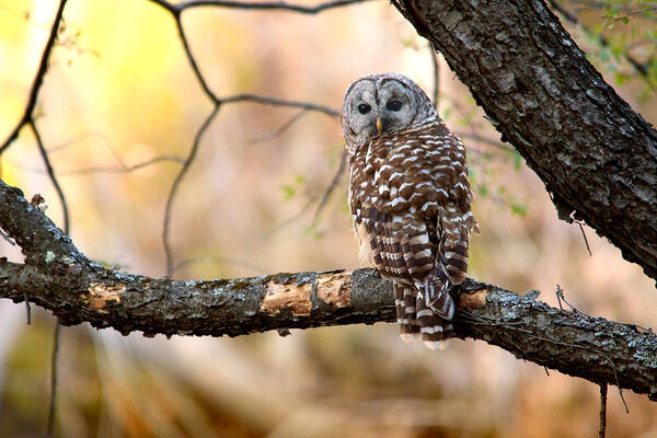 Owl Poster featuring the photograph Barred Owl by Rob Blair