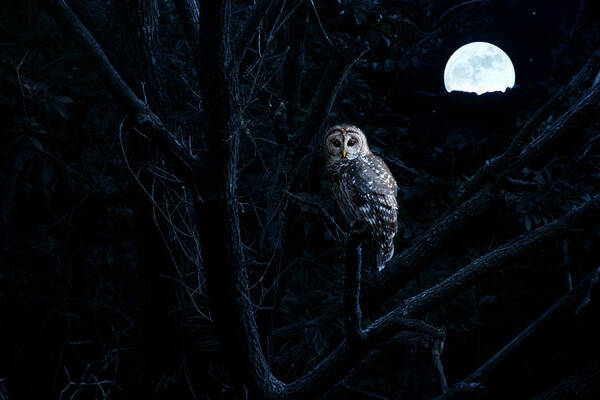 Saturated Color Poster featuring the photograph Barred Owl Sits Quietly Illuminated By by Ricardoreitmeyer