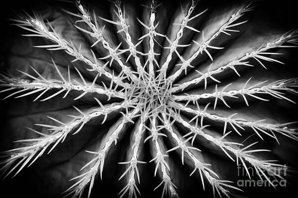 Ferocactus Glaucescens Poster featuring the photograph Barrel Cactus by Tim Gainey