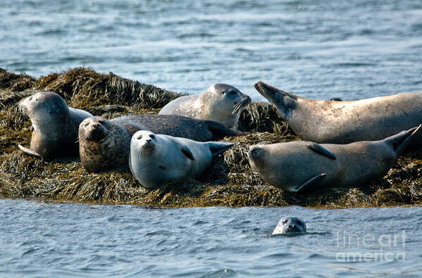 Seals Poster featuring the photograph Basking Seals by Cheryl Baxter