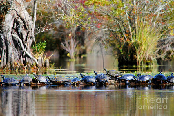 Turtles Poster featuring the photograph Basking Turtles by Kelly Nowak