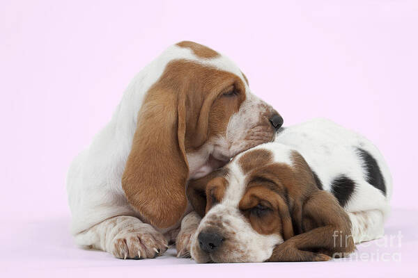 Dog Poster featuring the photograph Basset Hound Puppies by Jean-Michel Labat