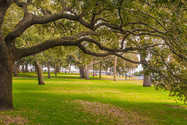 South Carolina Poster featuring the photograph Battery Park Oaks by Marc Crumpler