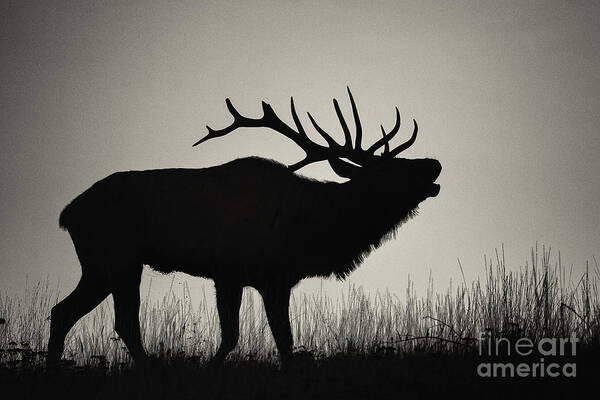 Elk Poster featuring the photograph Imminent by Aaron Whittemore