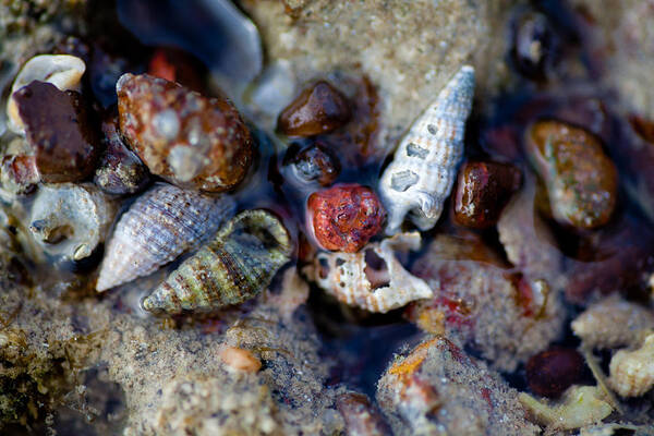 Coral Poster featuring the photograph Bauxite Shells and Sand. by Carole Hinding