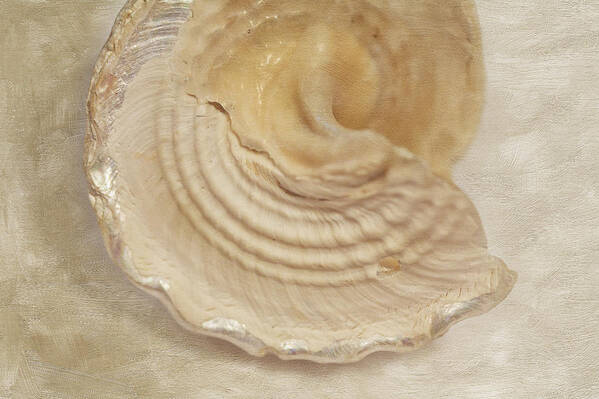 Seashell Poster featuring the photograph Beach Treasure by Bonnie Bruno