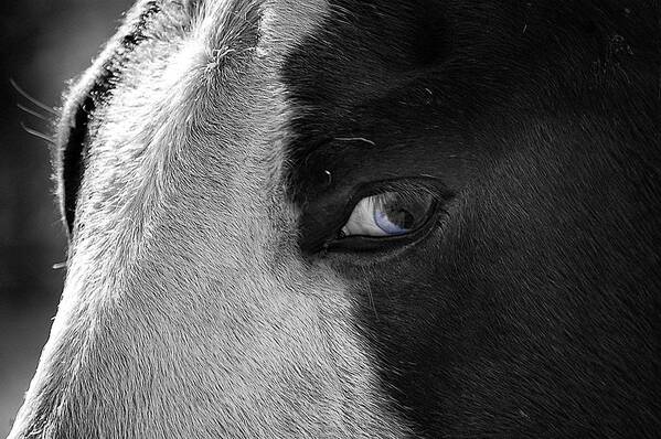 Horse Poster featuring the photograph Beautiful Blind Soul Horse by Peggy Franz