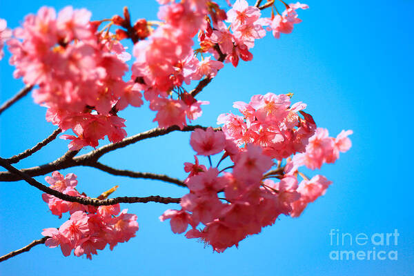 Cherry Blossom Poster featuring the photograph Beautiful Bright Pink Cherry Blossoms Against Blue Sky in Spring by Beverly Claire Kaiya