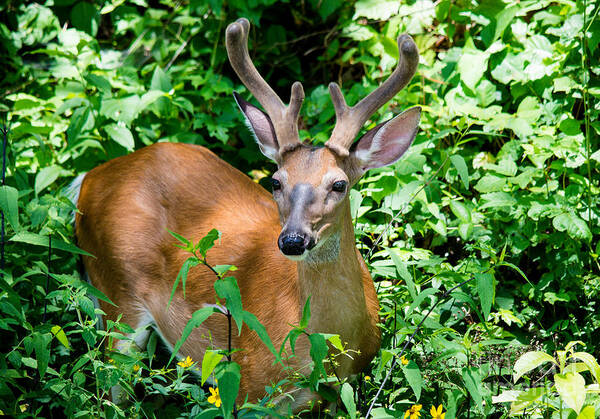 Great Smoky Mountains Poster featuring the photograph Beautiful Buck by Cheryl Baxter