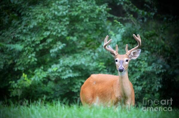 Buck Poster featuring the photograph Beautiful Buck by Peggy Franz