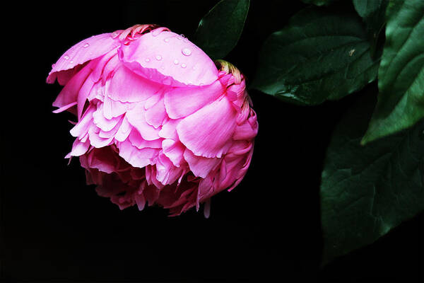 Peony Poster featuring the photograph Beautiful Peony by Trina Ansel