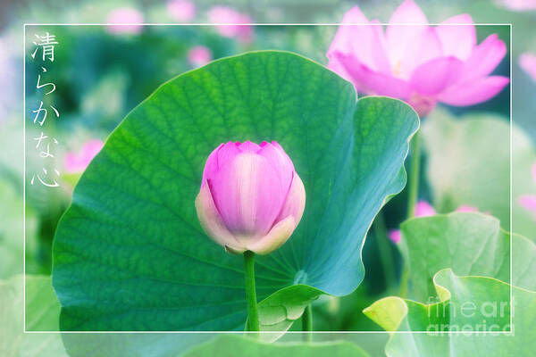 Lotus Poster featuring the photograph Beautiful Pink Lotus Bud Flower Green Leaf Tranquility by Beverly Claire Kaiya