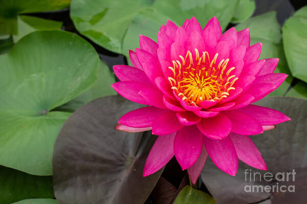 Aquatic Poster featuring the photograph Beautiful Pink Waterlily by Tosporn Preede