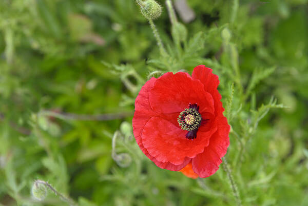 Poppy Poster featuring the photograph Beautiful Red Poppy Papaver rhoeas by Marianne Campolongo