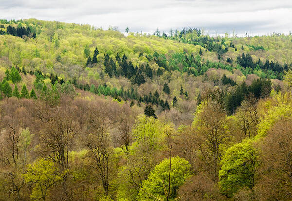 Trees Poster featuring the photograph Beautiful spring forest - many shades of green by Matthias Hauser
