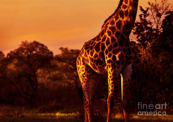 Adventure Poster featuring the photograph Beautiful tall giraffe by Anna Om