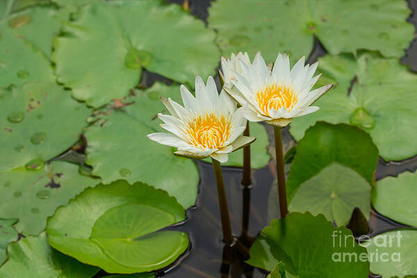 Beautiful Poster featuring the photograph Beautiful white waterlily by Tosporn Preede