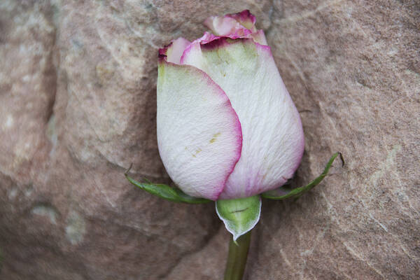 Rose Poster featuring the photograph Beauty Is In The Imperfections 2 by Angelina Tamez