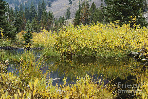 Beaver Pond Poster featuring the photograph Beaver Pond, Idaho by William H. Mullins