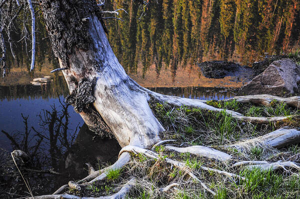 Colorado Poster featuring the photograph Beaver Pond Reflection 2 by Aaron Spong