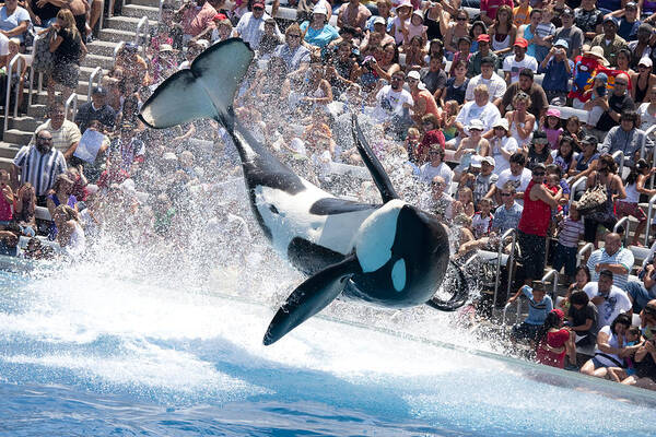 Sea World Poster featuring the photograph Before the strike by Nathan Rupert