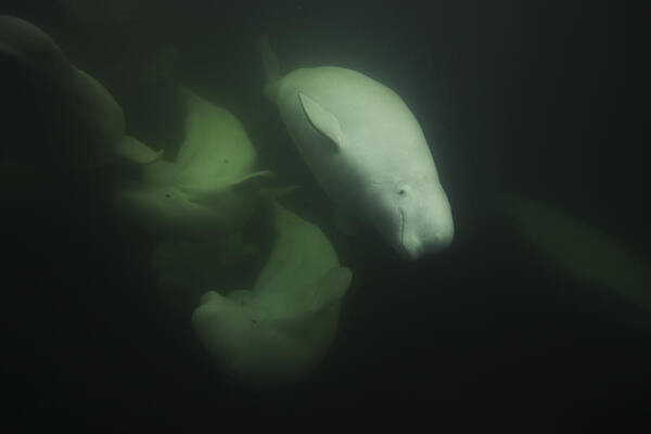 Feb0514 Poster featuring the photograph Beluga Trio Swimming Hudson Bay by Hiroya Minakuchi