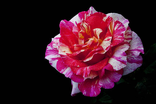 Rose Poster featuring the photograph Bicolour Beauty by Doug Norkum