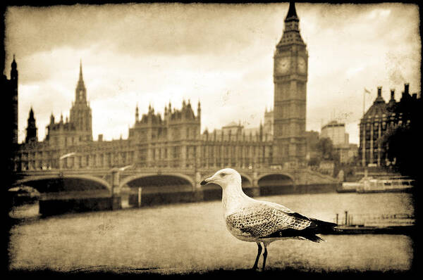 Pictorial Poster featuring the photograph Big Ben and the Seagull by Jennifer Wright