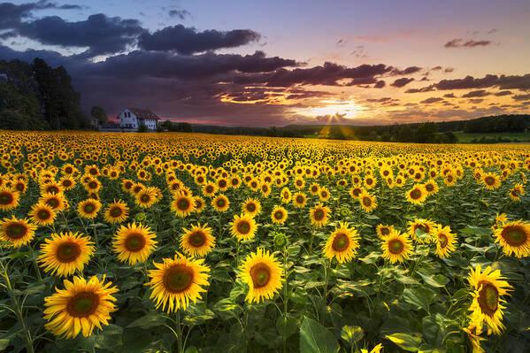 Appalachia Poster featuring the photograph Big Field of Sunflowers by Debra and Dave Vanderlaan