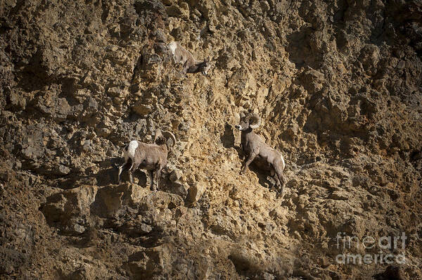 Big Horn Sheep Poster featuring the photograph Big Horn Sheep Contemplating by Wildlife Fine Art