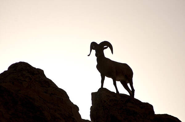 Photography Poster featuring the photograph Bighorn Ram Silhouette by Lee Kirchhevel