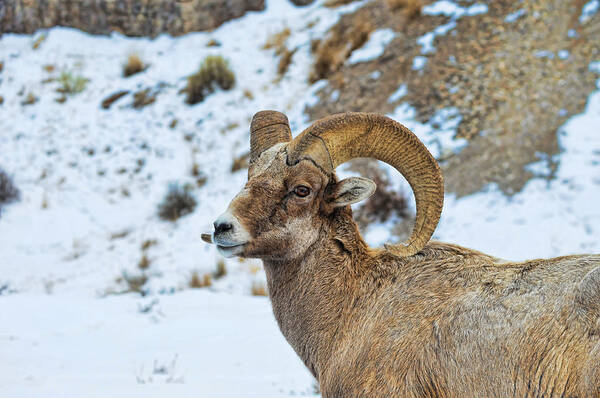 Bighorns Poster featuring the photograph Bighorn Sheep by David Armstrong