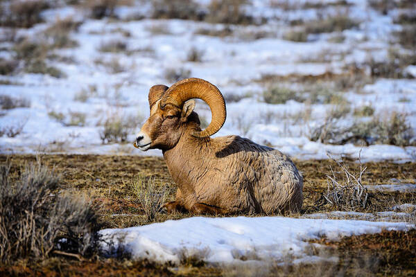 Bighorn Poster featuring the photograph Bighorn Sheep by Greg Norrell