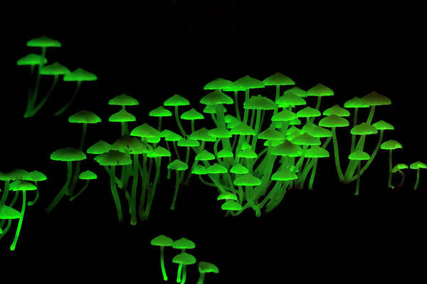 Nobody Poster featuring the photograph Bioluminescent Mushrooms by Melvyn Yeo/science Photo Library