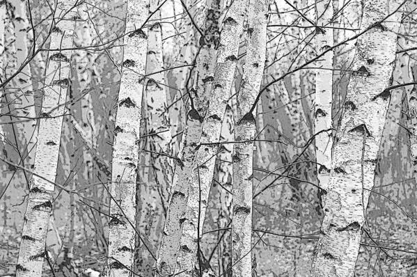 Pixels Poster featuring the photograph Birch Forest by Rob Huntley