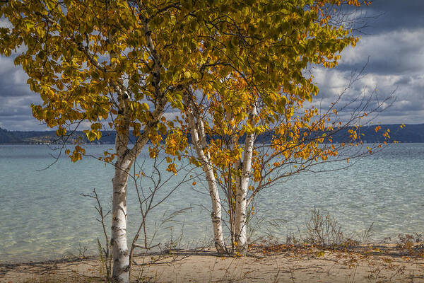 Art Poster featuring the photograph Birch Trees along the shore of Crystal Lake by Randall Nyhof