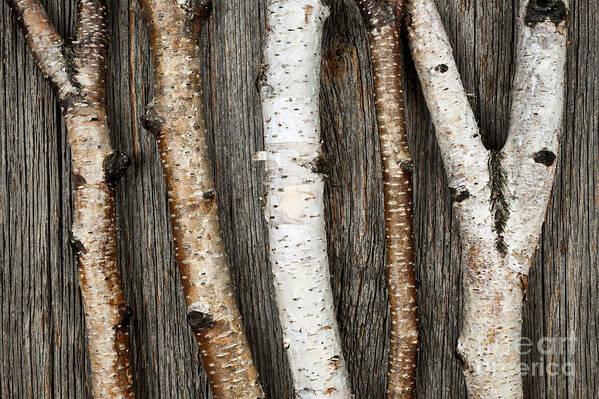 Branches Poster featuring the photograph Birch trunks by Elena Elisseeva