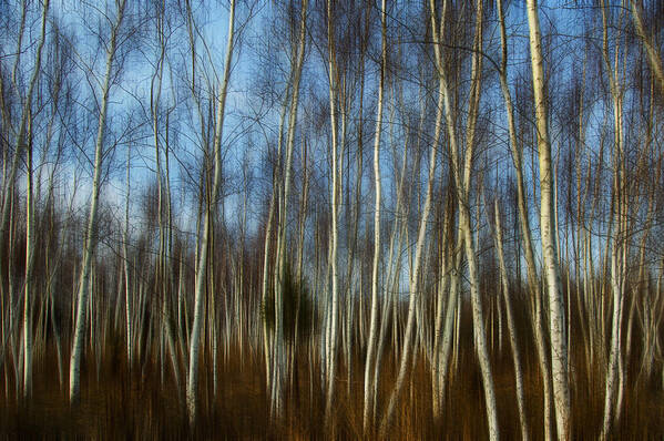 Birch Poster featuring the photograph Birches by Cathy Kovarik